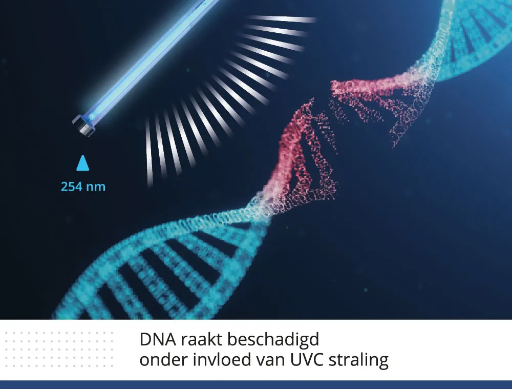 De werking van UVC straling op DNA