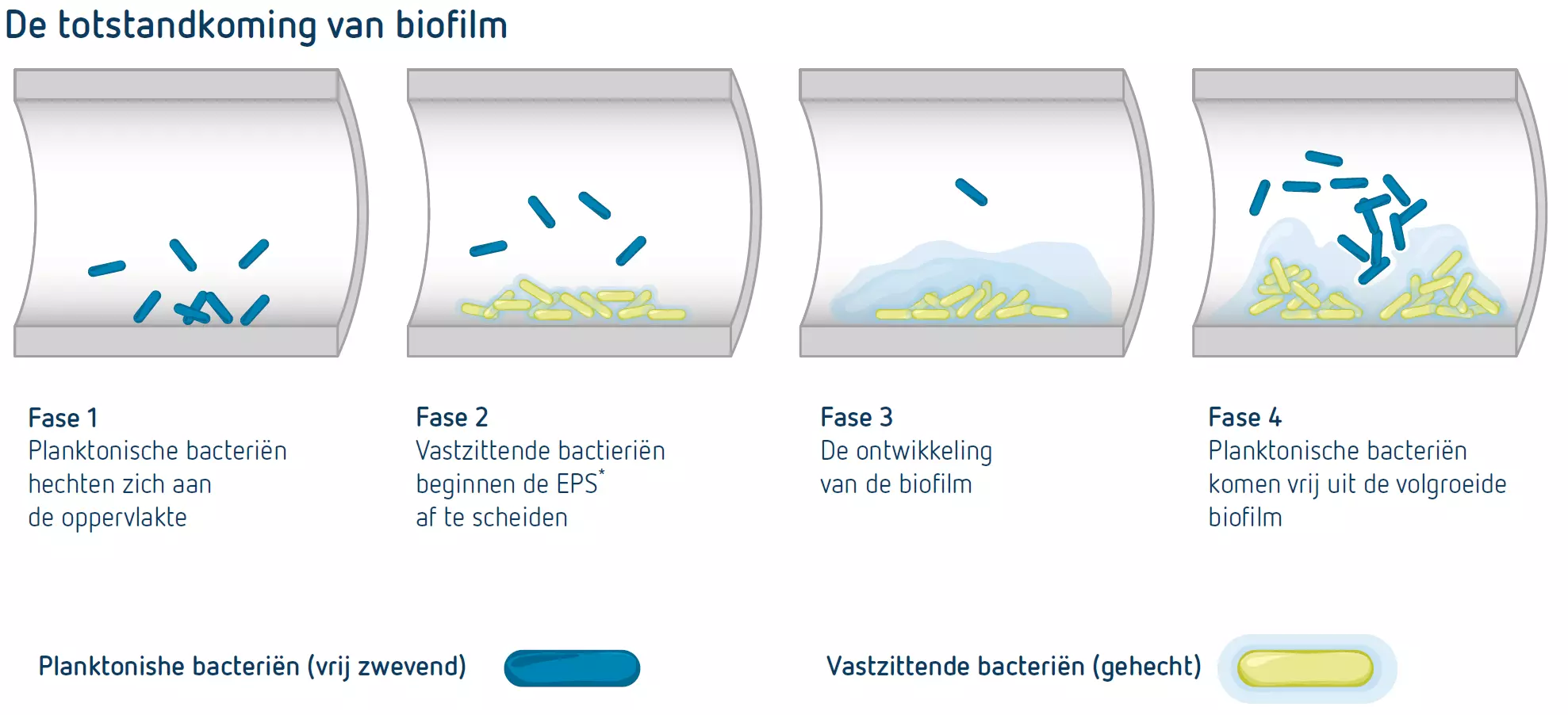 De totstandkoming van Biofilm